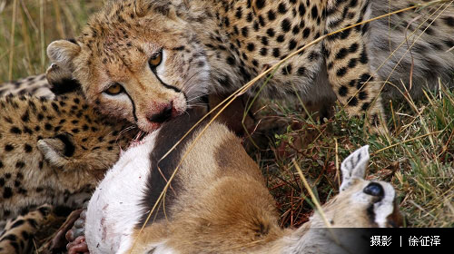 爱游戏在线-包含马赛虎晋级困难重重，道路坎坷的词条
